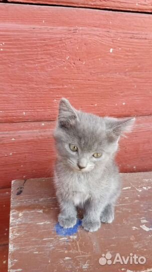 Котята в добрые руки бесплатно