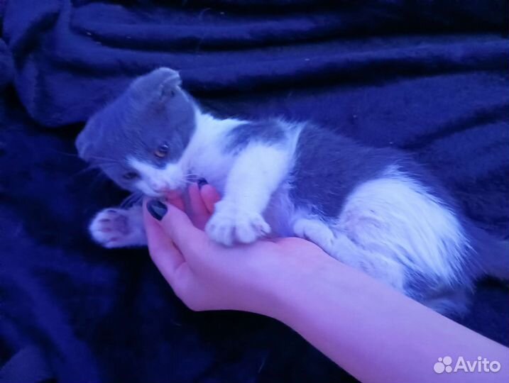 Британская девочка