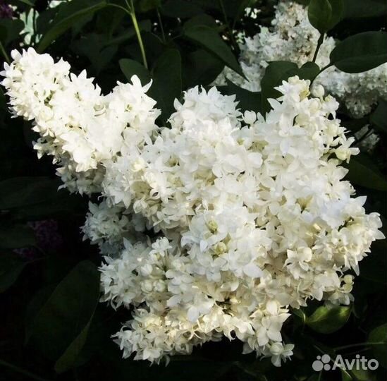 Сирень разные сорта Мажентовая