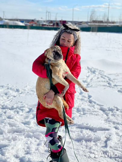 Шарпей метис в добрые руки