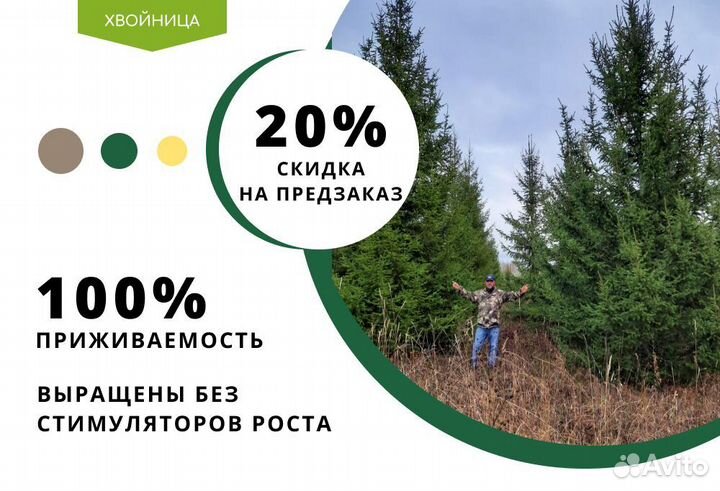 Ель с доставкой и посадкой