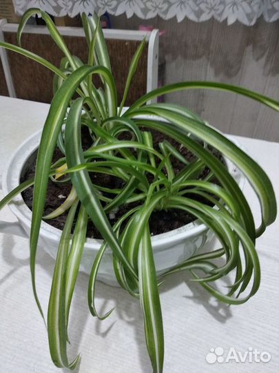 Хлорофитум кучерявый