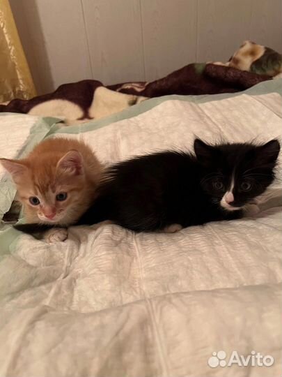 Котята в добрые руки бесплатно