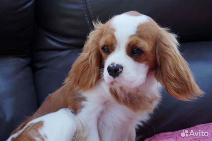Девочка кавалер Кинг Чарльз спаниеля