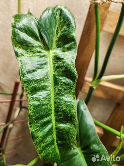 Филодендроны