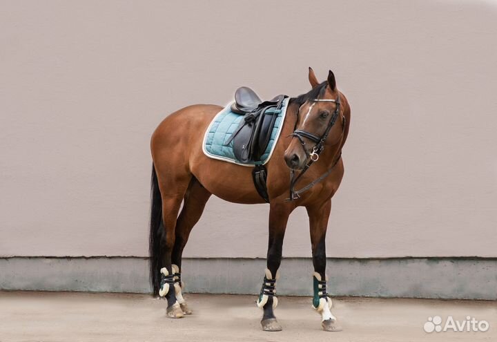 Обучение, занятия верховой ездой