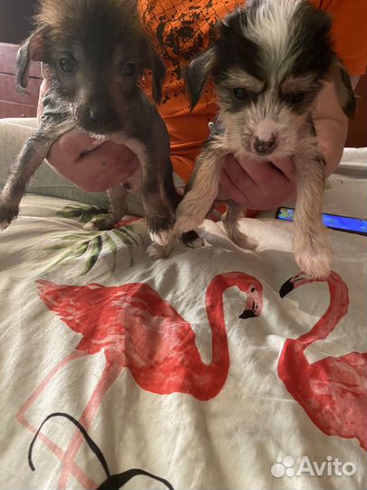 Китайская хохлатая