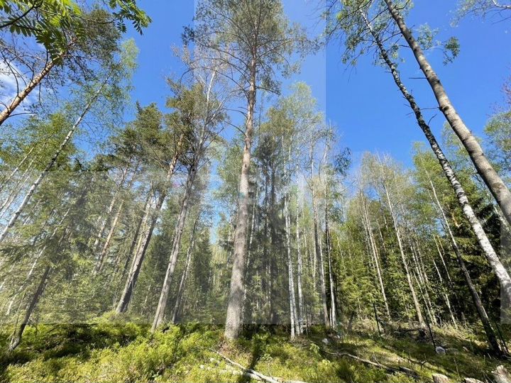 Участок 12 сот. (СНТ, ДНП)