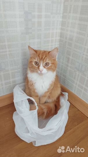 Кошки бесплатно