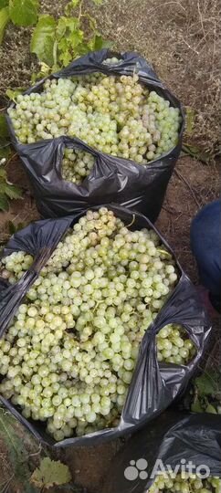 Виноград винный