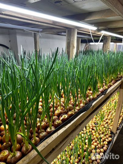 Лук зеленый перо