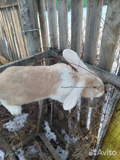 Кролики на разведение