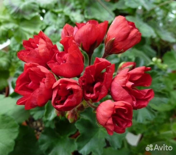 Пеларгония тюльпановидная Carmen Andrea