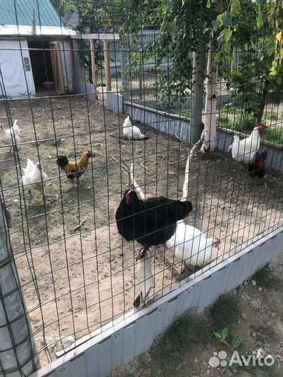 Куры и петухи