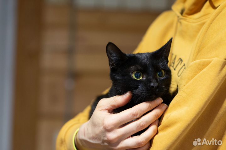 Ласкушка котодевочка Кэсси ищет доброе сердечко
