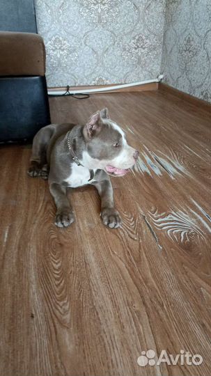 Девочка американского булли