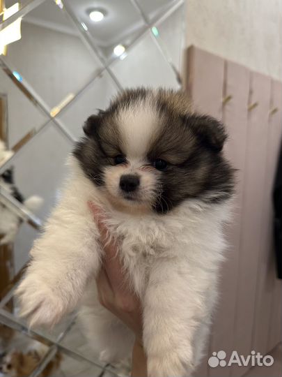 Щенки шпица