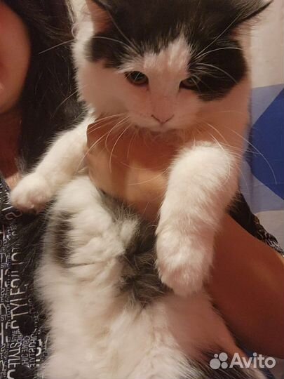 Кошка в дар