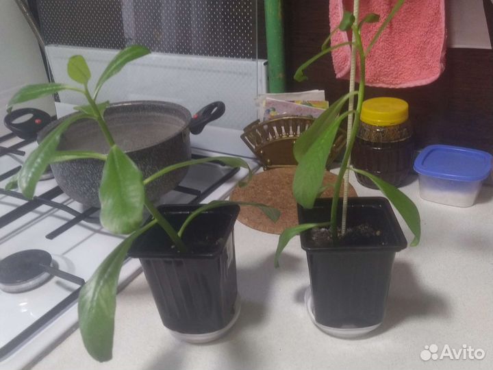 Комнатные цветы синадениум