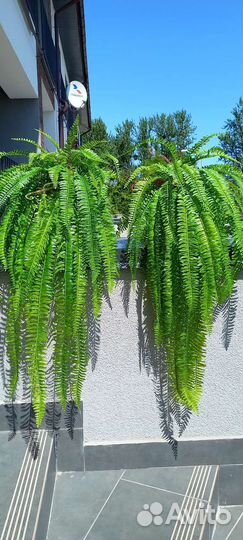 Искусственное дерево, искусственные растения