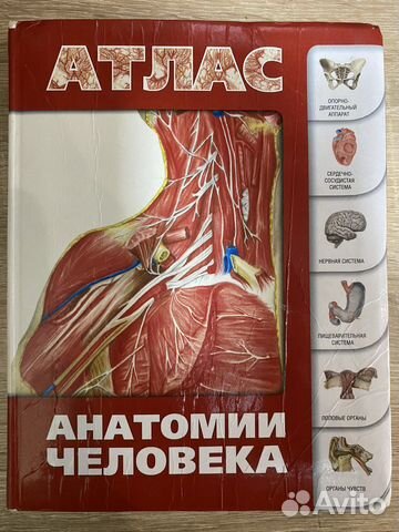Атлас. Анатомия человека. Лёвкин С.С