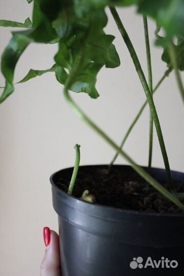 Папоротник Green Wave