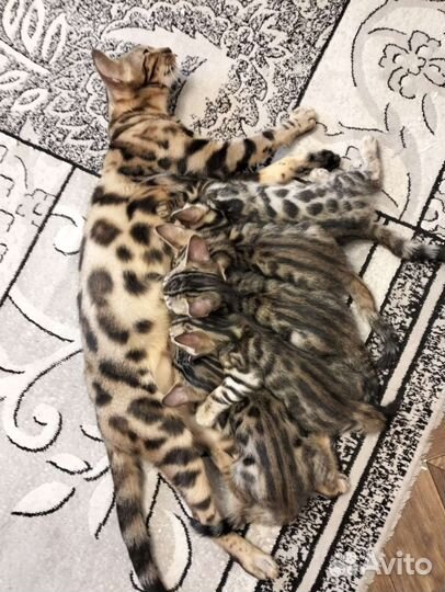 Бенгальские котята
