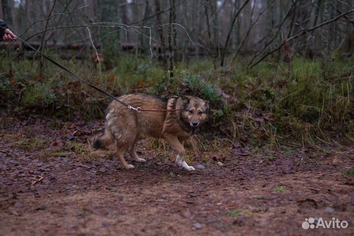 Отдам в добрые руки