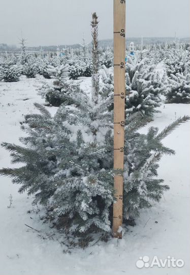 Ель голубая (оптом)
