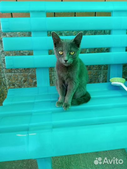 Котята в добрые руки бесплатно