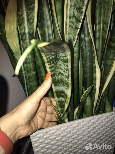 Сансевиерия отростки(Тещин язык/Щучий хвост)