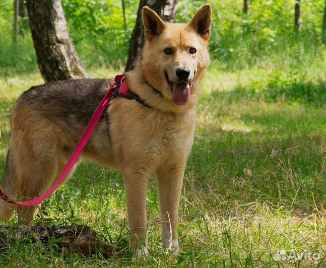 Активная собака из приюта ищет дом
