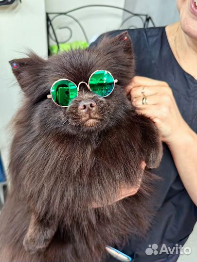 Шоколадный шпиц