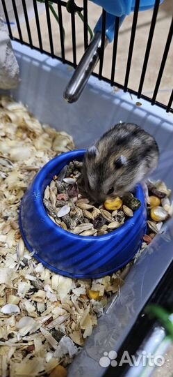 Джунгарский хомяк