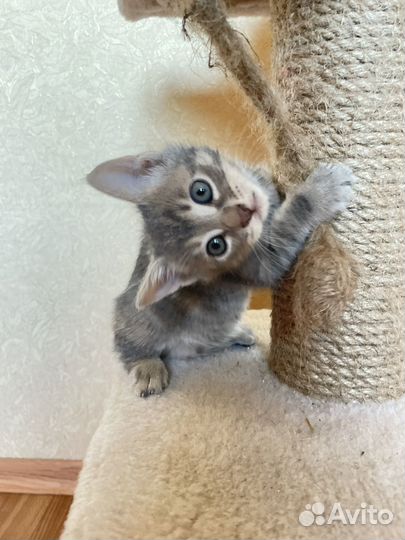 Котята ищут дом