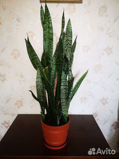 Сансевиерия