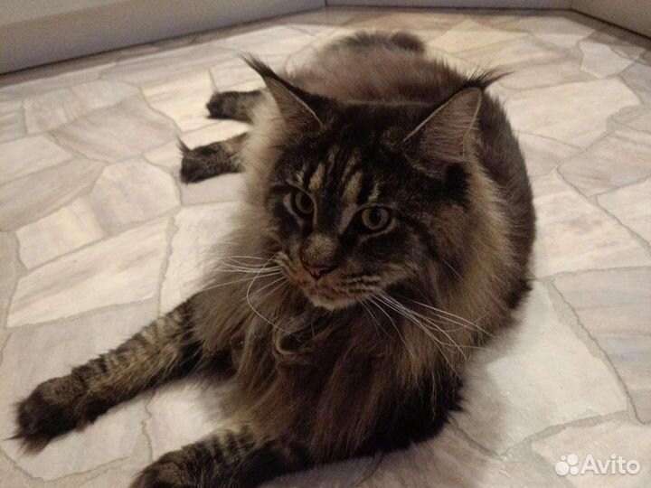 Шерсть мейн-куна для валяния