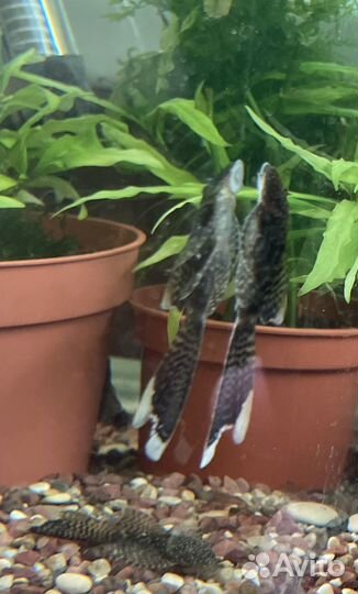 Анцитрус вуалевый