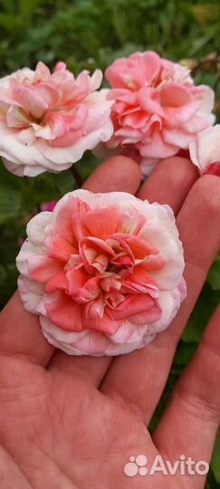 Пеларгонии коллекционные сорта