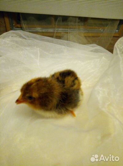 Инкубационное яйцо кур