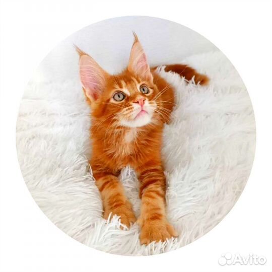 Котэ мальчик крупный мейн кун котенок