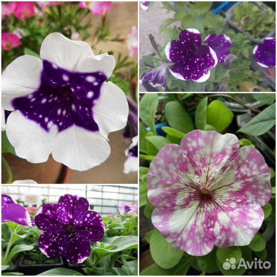 Рассада душистого табака и горошка, петуния