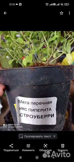 Мята клубничная