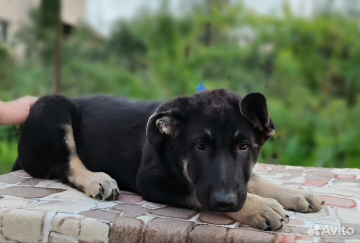 Восточноевропейская овчарка