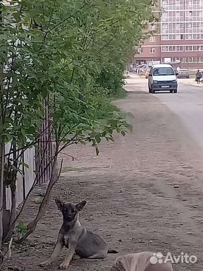 Щенки и подростки в добрые руки