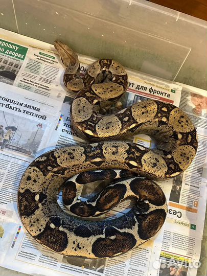 Змеи разные