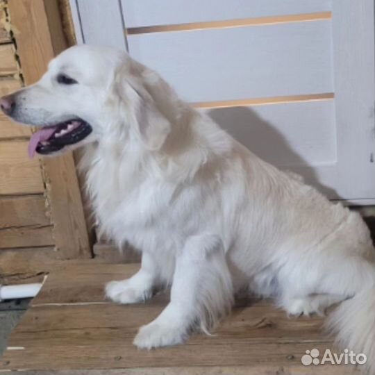 Золотистый ретривер вязка