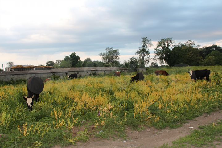 Участок 11 га (СНТ, ДНП)