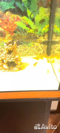 Аквариум