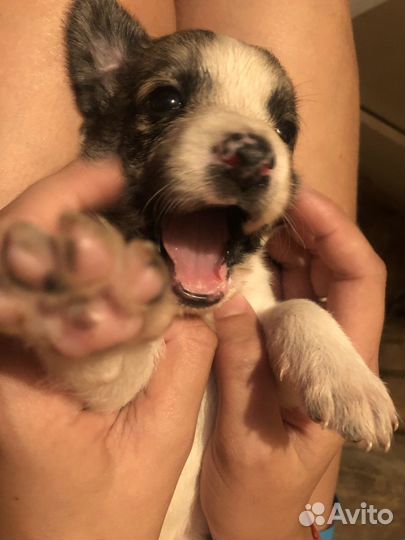 Щенок уиппета